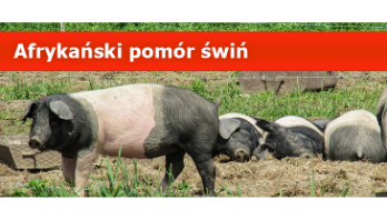 Kliknięcie w obrazek spowoduje wyświetlenie jego powiększenia