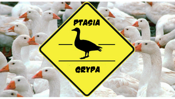 Kliknięcie w obrazek spowoduje wyświetlenie jego powiększenia